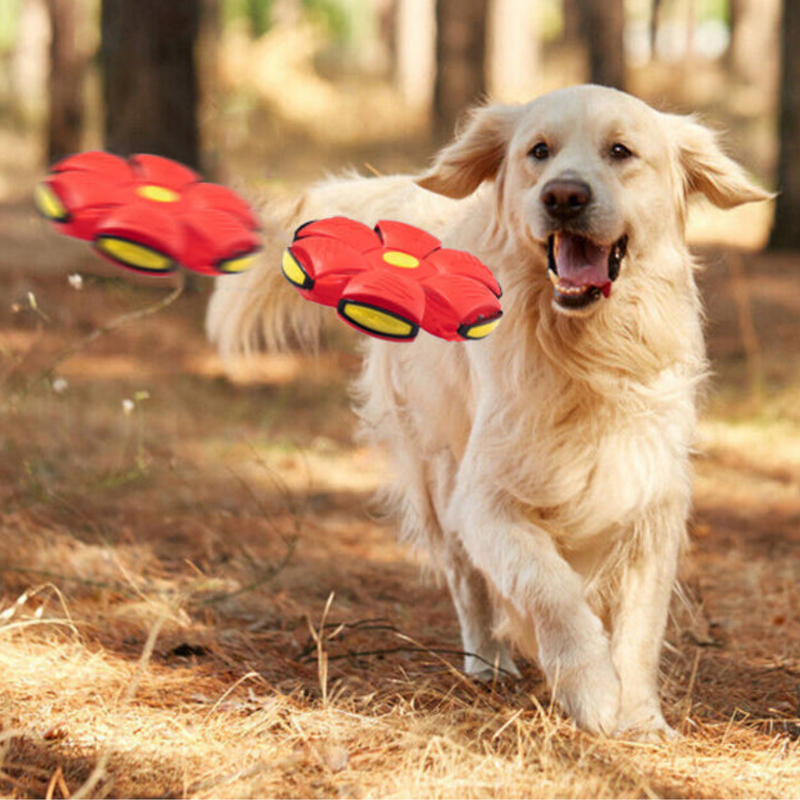 PetBall Bola Voadora para Cães - Smart Deal